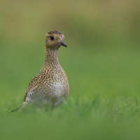 Siewka złota - Pluvialis apricaria - European Golden Plover