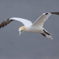 Głuptak - Morus bassanus - Northern Gannet