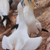 Głuptak - Morus bassanus - Northern Gannet