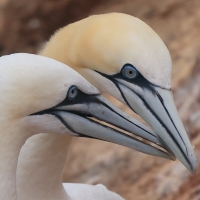 Głuptak - Morus bassanus - Northern Gannet