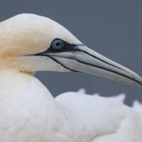 Głuptak - Morus bassanus - Northern Gannet