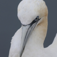 Głuptak - Morus bassanus - Northern Gannet