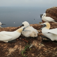 Głuptak - Morus bassanus - Northern Gannet
