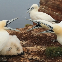 Głuptak - Morus bassanus - Northern Gannet
