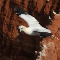 Głuptak - Morus bassanus - Northern Gannet