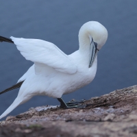 Głuptak - Morus bassanus - Northern Gannet