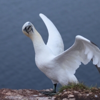 Głuptak - Morus bassanus - Northern Gannet