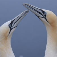 Głuptak - Morus bassanus - Northern Gannet