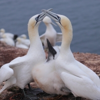 Głuptak - Morus bassanus - Northern Gannet