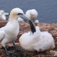 Głuptak - Morus bassanus - Northern Gannet