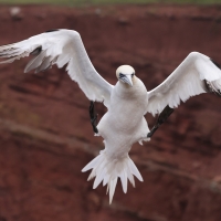Głuptak - Morus bassanus - Northern Gannet
