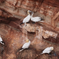 Głuptak - Morus bassanus - Northern Gannet
