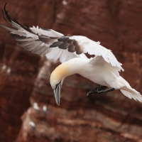 Głuptak - Morus bassanus - Northern Gannet