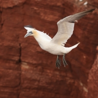 Głuptak - Morus bassanus - Northern Gannet