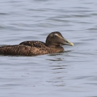 Edredon - Somateria mollissima - Common Eider