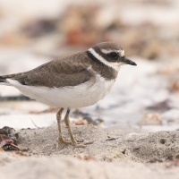 Sieweczka obrożna - Charadrius hiaticula - Common Ringed Plover