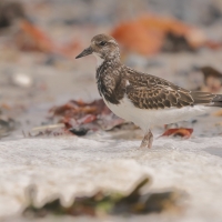 Kamusznik - Arenaria interpres - Ruddy Turnstone