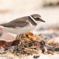 Sieweczka obrożna - Charadrius hiaticula - Common Ringed Plover