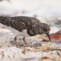 Kamusznik - Arenaria interpres - Ruddy Turnstone