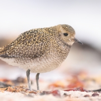 Siewka złota - Pluvialis apricaria - European Golden Plover