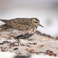 Siewka złota - Pluvialis apricaria - European Golden Plover