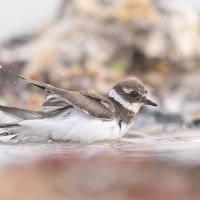 Sieweczka obrożna - Charadrius hiaticula - Common Ringed Plover