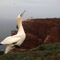 Głuptak - Morus bassanus - Northern Gannet