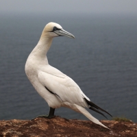 Głuptak - Morus bassanus - Northern Gannet