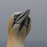 Głuptak - Morus bassanus - Northern Gannet
