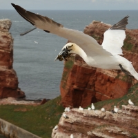 Głuptak - Morus bassanus - Northern Gannet