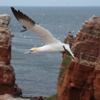 Głuptak - Morus bassanus - Northern Gannet