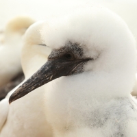 Głuptak - Morus bassanus - Northern Gannet