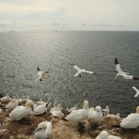 Głuptak - Morus bassanus - Northern Gannet