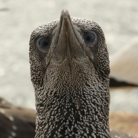 Głuptak - Morus bassanus - Northern Gannet