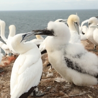 Głuptak - Morus bassanus - Northern Gannet