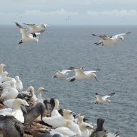 Głuptak - Morus bassanus - Northern Gannet