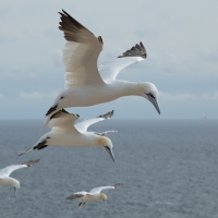 Głuptak - Morus bassanus - Northern Gannet