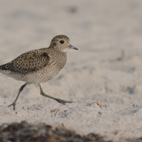 Siewka złota - Pluvialis apricaria - European Golden Plover