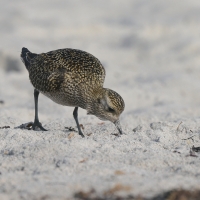 Siewka złota - Pluvialis apricaria - European Golden Plover