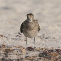 Siewka złota - Pluvialis apricaria - European Golden Plover
