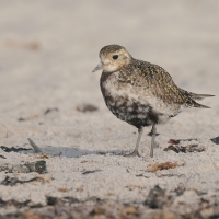 Siewka złota - Pluvialis apricaria - European Golden Plover