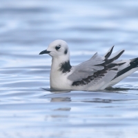Mewa trójpalczasta - Rissa tridactyla - Black-legged Kittiwake