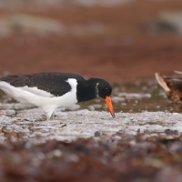 Ostrygojad - Haematopus ostralegus - Eurasian Oystercatcher