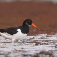 Ostrygojad - Haematopus ostralegus - Eurasian Oystercatcher