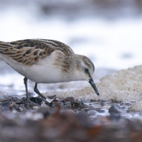 Biegus malutki - Calidris minuta - Little Stint