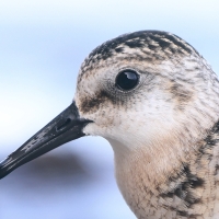 Piaskowiec - Calidris alba - Sanderling