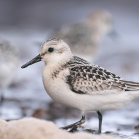 Piaskowiec - Calidris alba - Sanderling