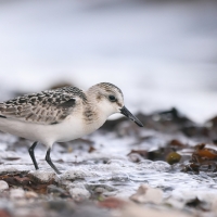 Piaskowiec - Calidris alba - Sanderling