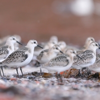 Piaskowiec - Calidris alba - Sanderling