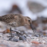 Biegus zmienny - Calidris alpina - Dunlin